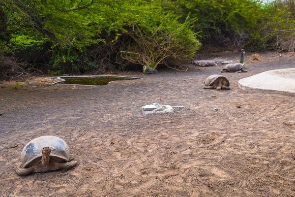 加拉巴哥群岛 2017 巨人陆地龟在龟繁殖中心的伊莎贝拉加拉巴哥群岛 厄瓜多尔 — 图库照片