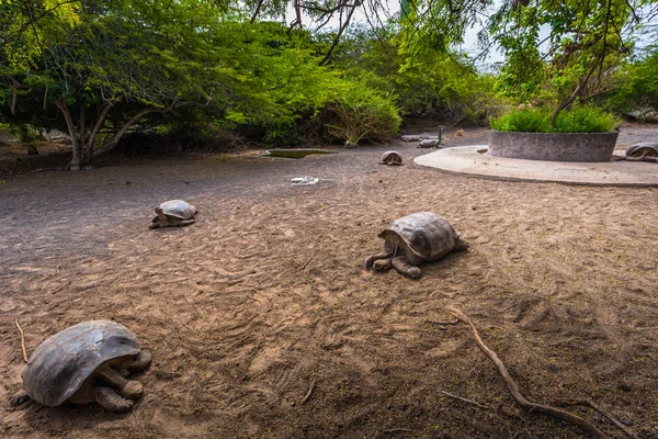 Galapagos Eilanden Augustus 2017 Reus Landschildpadden Schildpad Fokken Center Van — Stockfoto