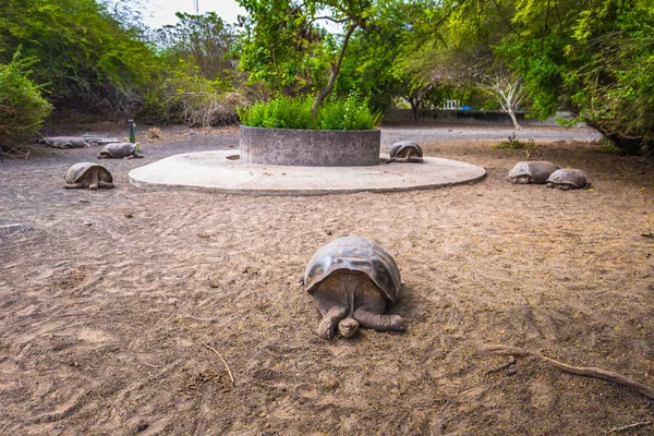 Islas Galápagos Agosto 2017 Tortugas Terrestres Gigantes Centro Cría Tortugas — Foto de Stock