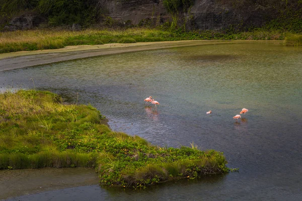 Galapagos Inseln August 2017 Landschaft Der Flamingo Bucht Auf Den — Stockfoto