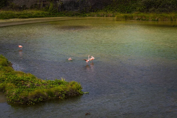 Νησιά Γκαλαπάγκος Αυγούστου 2017 Τοπίο Του Flamingo Bay Στο Ιζαμπέλα — Φωτογραφία Αρχείου