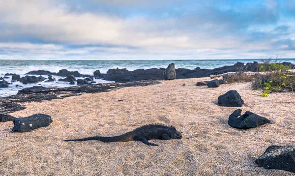 Galapagos Islands - August 25, 2017: Marine Iguanas on a beach i — Stock Photo, Image