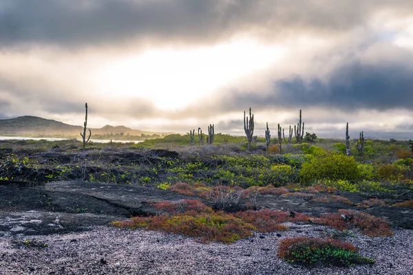 Galapagos Adaları - 25 Ağustos 2017: Deniz Iguanas bir sahilde ben