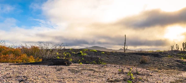 Galápagos-szigetek - 2017. augusztus 25.: Tengeri leguánok, egy strandon én — Stock Fotó