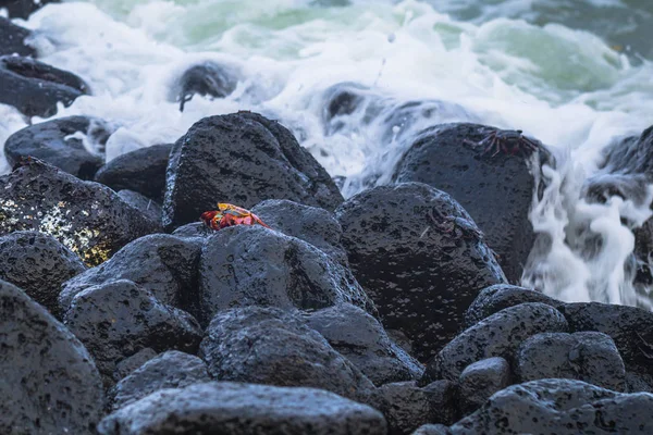 Galapagos Adaları - 25 Ağustos 2017: Kırmızı Sally Lightfoot yengeçler n plaja Isabela Adası, Galapagos Adaları, Ekvador