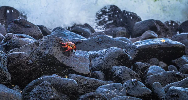 Galapagos Adaları - 25 Ağustos 2017: Kırmızı Sally Lightfoot yengeçler n