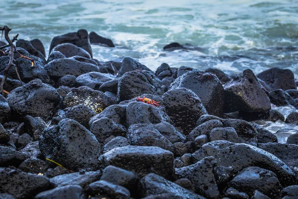 Islas Galápagos Agosto 2017 Cangrejos Sally Lightfoot Rojos Playa Isla —  Fotos de Stock