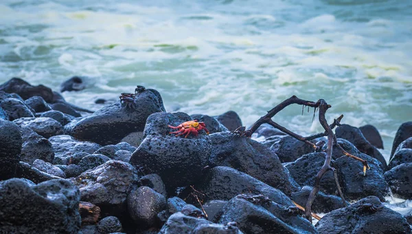 Galapagos Eilanden Augustus 2017 Red Sally Lightfoot Krabben Het Strand — Stockfoto