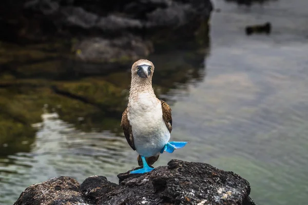 Galapagos Adaları - 26 Ağustos 2017: Mavi ayaklı Boobies, 