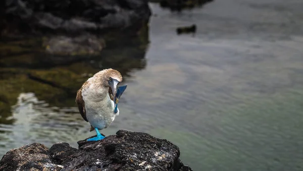 Galapagos Islands August 2017 Blue Footed Boobies Lava Tunnels Isabela — Stock Photo, Image