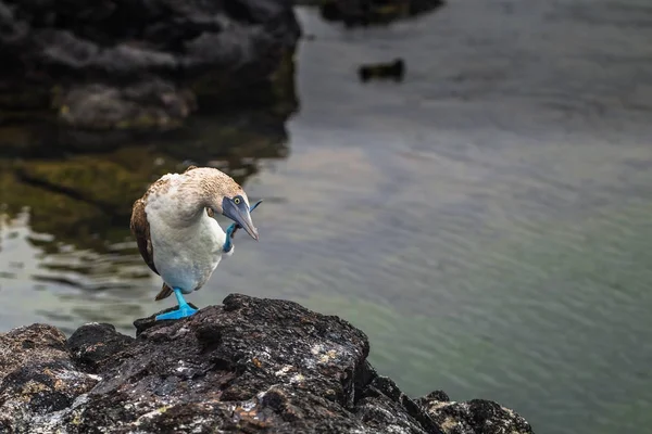 Galapagos Islands - August 26, 2017: Blue-footed Boobies at the — Stock Photo, Image