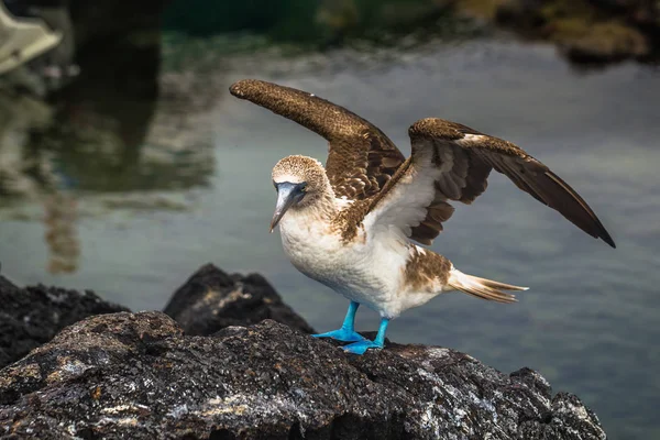 Galapagos eilanden - 26 augustus 2017: Blue-footed Boobies op de — Stockfoto