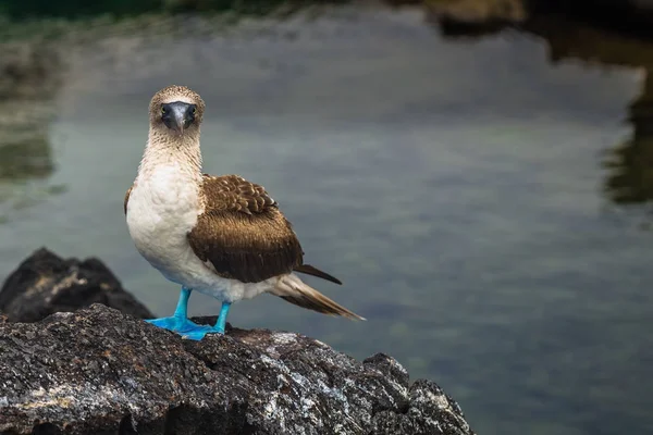 Galápagos Szigetek 2017 Augusztus Kék Lábú Boobies Láva Alagutak Isabela — Stock Fotó