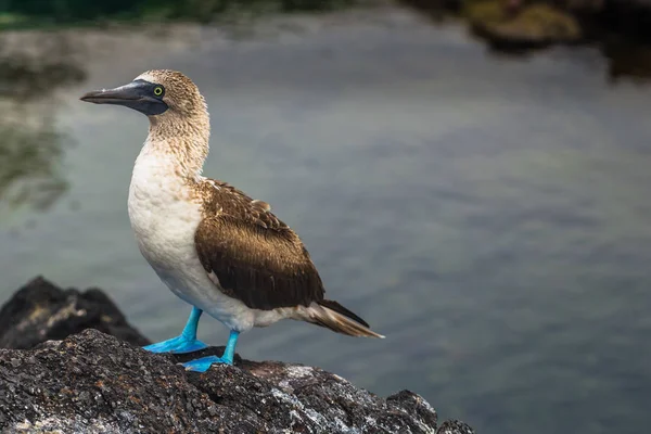 Galapagos Islands August 2017 Blue Footed Boobies Lava Tunnels Isabela — Stock Photo, Image