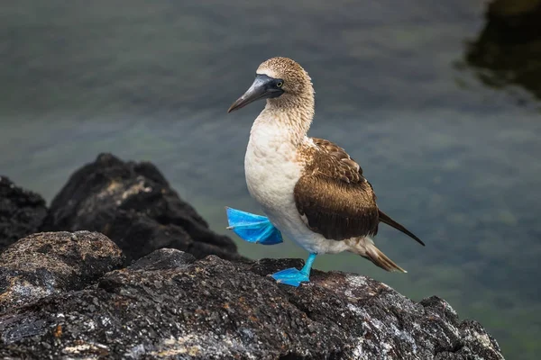 Galapagos Adaları - 26 Ağustos 2017: Mavi ayaklı Boobies, 