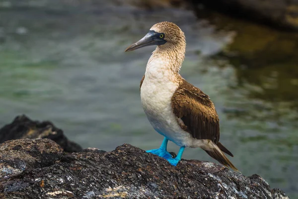 Galapagos Eilanden Augustus 2017 Blue Footed Boobies Lavatunnels Van Isabela — Stockfoto