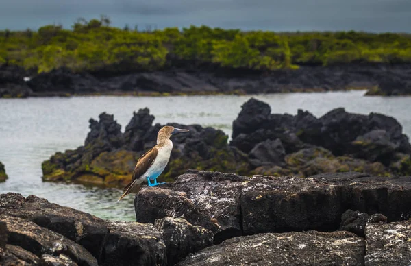 Islas Galápagos Agosto 2017 Piqueros Patas Azules Los Túneles Lava — Foto de Stock