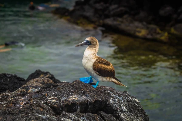 Galapagos Islands August 2017 Blue Footed Boobies Lava Tunnels Isabela — Stock Photo, Image