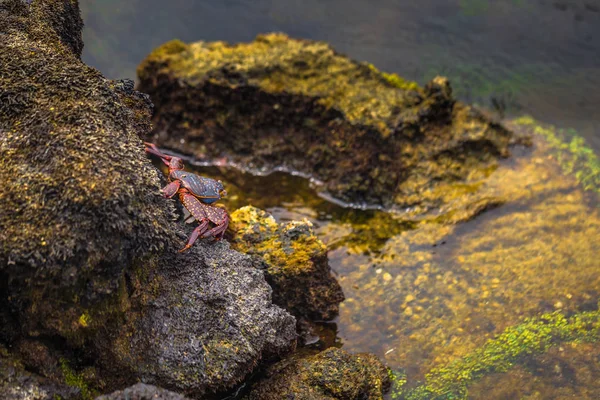 Îles Galapagos - 26 août 2017 : Crabe des pieds légers Sally au — Photo