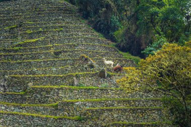 Inca Trail, Peru - 03 Ağustos 2017: Llamas W antik kalıntıları