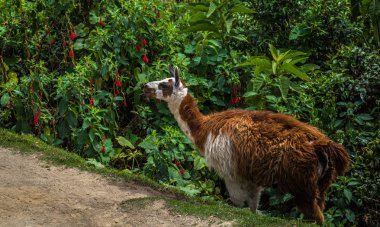 Inca Trail, Peru - 03 Ağustos 2017: Llamas Pe Inca iz