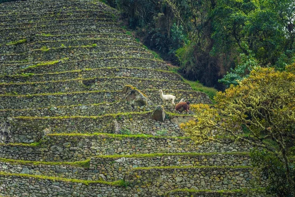 Camino Inca, Perú - 03 de agosto de 2017: Llamas en antiguas ruinas de W — Foto de Stock