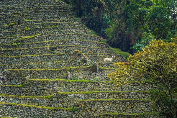 Camino Inca Perú Agosto 2017 Llamas Antiguas Ruinas Winay Wayna — Foto de Stock
