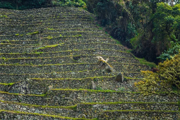 Инкская тропа, Перу - 03 августа 2017 года: Ламы на древних руинах W — стоковое фото