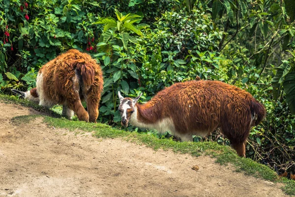 Camino Inca Perú Agosto 2017 Llamas Camino Inca Perú — Foto de Stock