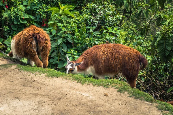 Camino Inca, Perú - 03 de agosto de 2017: Llamas en el Camino Inca, Pe — Foto de Stock