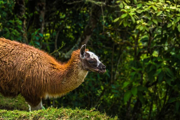 Inca Trail, Peru - August 03, 2017: Llamas on the Inca Trail, Pe — Stock Photo, Image