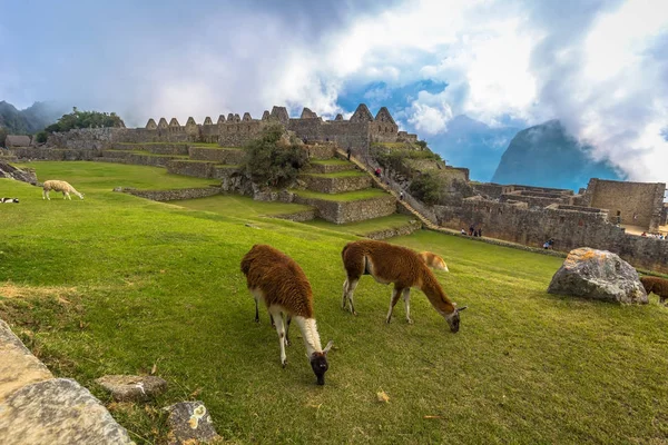 Machu Picchu, Peru - August 04, 2017: Llamas at ancient City of — Stock Photo, Image