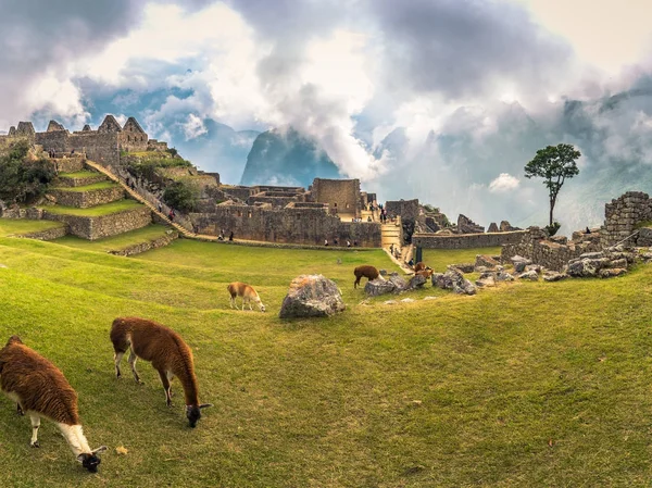 Machu Picchu, Peru - August 04, 2017: Llamas at ancient City of — Stock Photo, Image