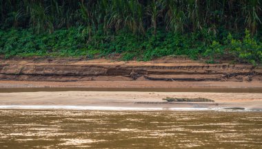 Manu Milli Parkı, Peru - 06 Ağustos 2017: Cayman Amazon yağmur ormanları Manu Milli Parkı, Peru kıyılarında