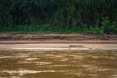 Manu Milli Parkı, Peru - 06 Ağustos 2017: Cayman Amazon yağmur ormanları Manu Milli Parkı, Peru kıyılarında
