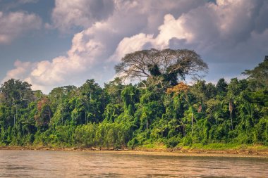Manu Milli Parkı, Peru - 06 Ağustos 2017: Peyzaj Manu Milli Parkı, Peru Amazon yağmur ormanı