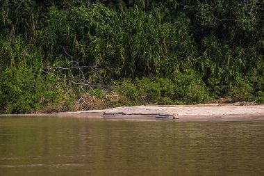 Manu Milli Parkı, Peru - 06 Ağustos 2017: Manu Milli Parkı, Peru Amazon yağmur ormanlarının kıyısında küçük kaplumbağa