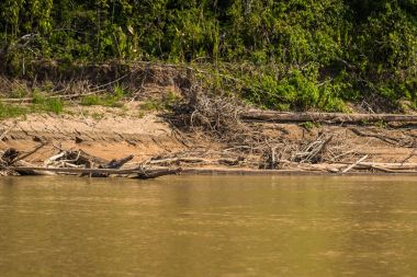 Manu Milli Parkı, Peru - 06 Ağustos 2017: Manu Milli Parkı, Peru Amazon yağmur ormanlarının kıyısında küçük kaplumbağa