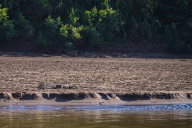 Manu Milli Parkı, Peru - 06 Ağustos 2017: Cayman Amazon yağmur ormanları Manu Milli Parkı, Peru kıyılarında