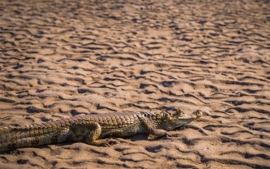 Manu Milli Parkı, Peru - 06 Ağustos 2017: Cayman Amazon yağmur ormanları Manu Milli Parkı, Peru kıyılarında