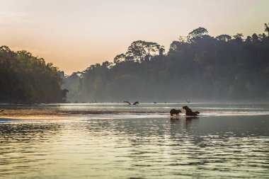 Manu Milli Parkı, Peru - 06 Ağustos 2017: Aile Capibara, Amazon yağmur ormanları Manu Milli Parkı, Peru kıyılarında