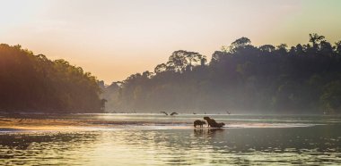 Manu Milli Parkı, Peru - 06 Ağustos 2017: Aile Capibara, Amazon yağmur ormanları Manu Milli Parkı, Peru kıyılarında