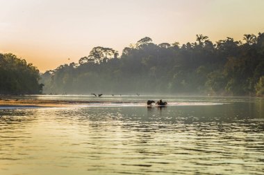 Manu Milli Parkı, Peru - 06 Ağustos 2017: Aile Capibara, Amazon yağmur ormanları Manu Milli Parkı, Peru kıyılarında
