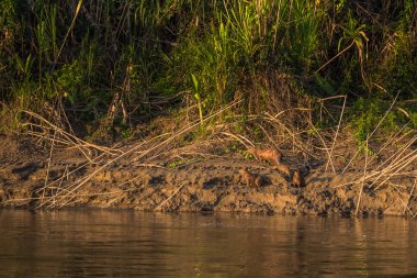 Manu Milli Parkı, Peru - 06 Ağustos 2017: Aile Capibara, Amazon yağmur ormanları Manu Milli Parkı, Peru kıyılarında