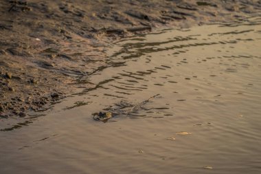 Manu Milli Parkı, Peru - 07 Ağustos 2017: Bebek Cayman Amazon yağmur ormanları Manu Milli Parkı, Peru kıyılarında