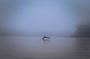 Manu Milli Parkı, Peru - 07 Ağustos 2017: Ölü Madre dde Dios Nehri Manu Milli Parkı, Peru siste arasında şubeleri