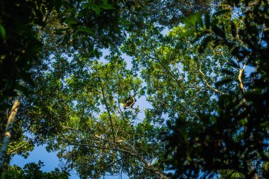 Manu Milli Parkı, Peru - 07 Ağustos 2017: Manu Milli Parkı, Peru Amazon yağmur ormanlarında yünlü maymun