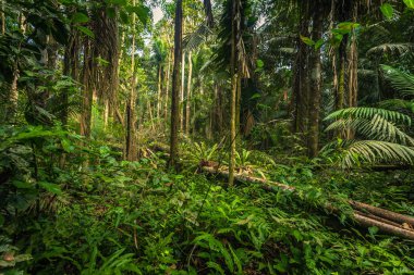 Manu Milli Parkı, Peru - 07 Ağustos 2017: Amazon rainforest Manu Milli Parkı, Peru