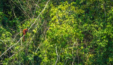 Manu Milli Parkı, Peru - 07 Ağustos 2017: uluyan maymun Amazon yağmur ormanlarında Manu Milli Parkı, Peru