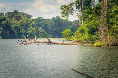 Manu Milli Parkı, Peru - 07 Ağustos 2017: Cocha Salvador Manu Milli Parkı, Peru